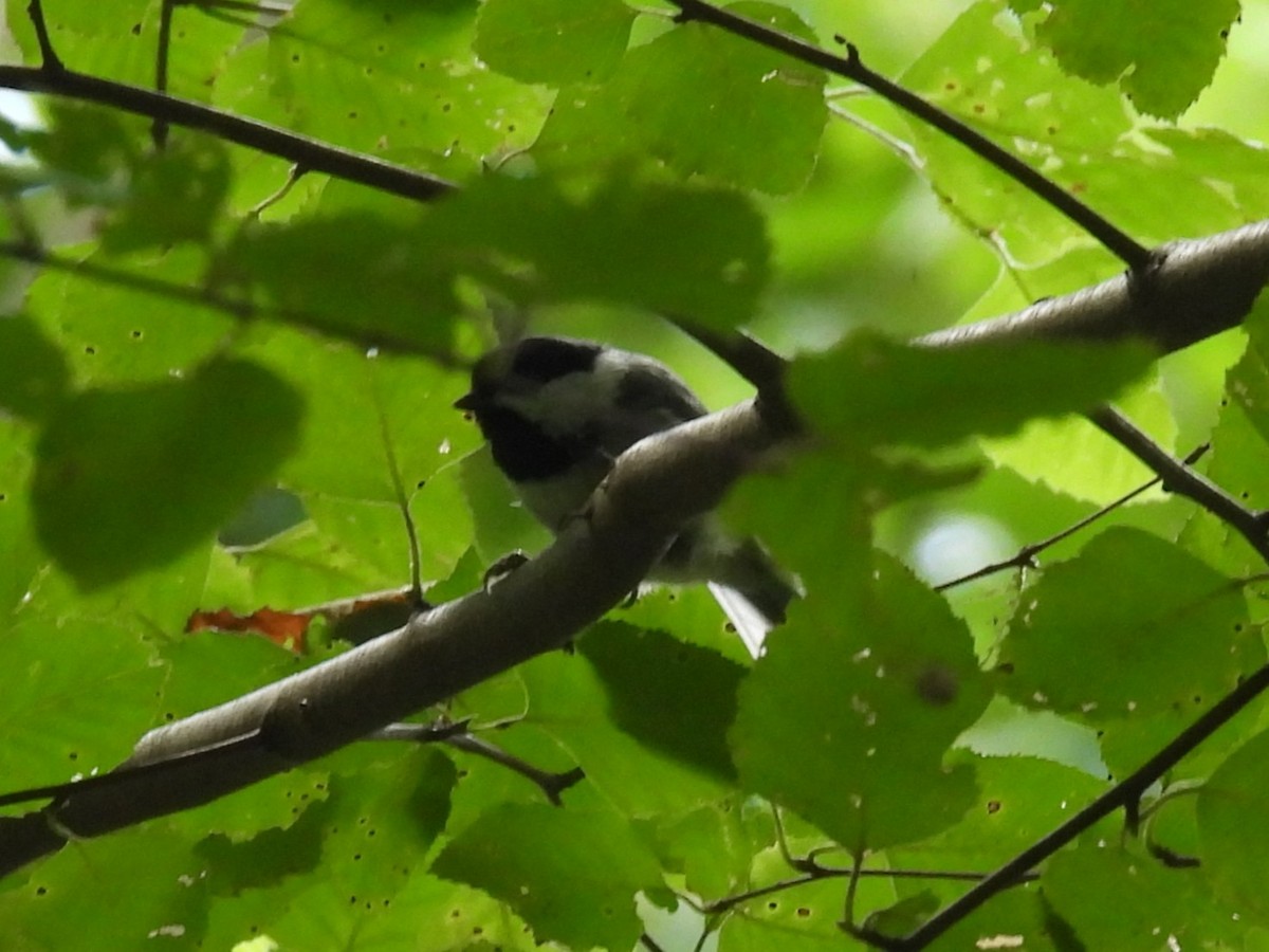 Carolina Chickadee - ML638717944