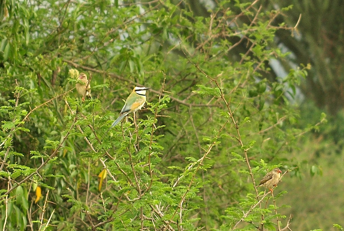 White-throated Bee-eater - ML638717952