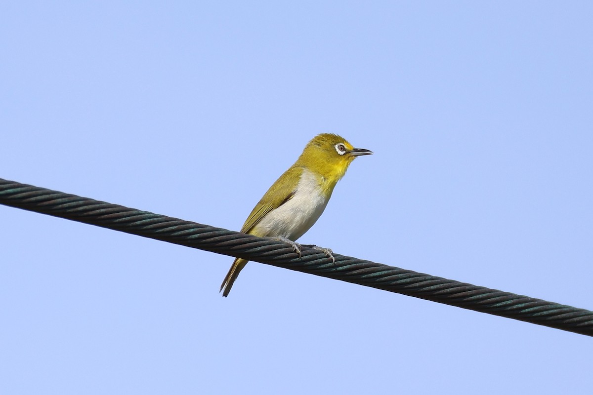 Lowland White-eye - ML638717956