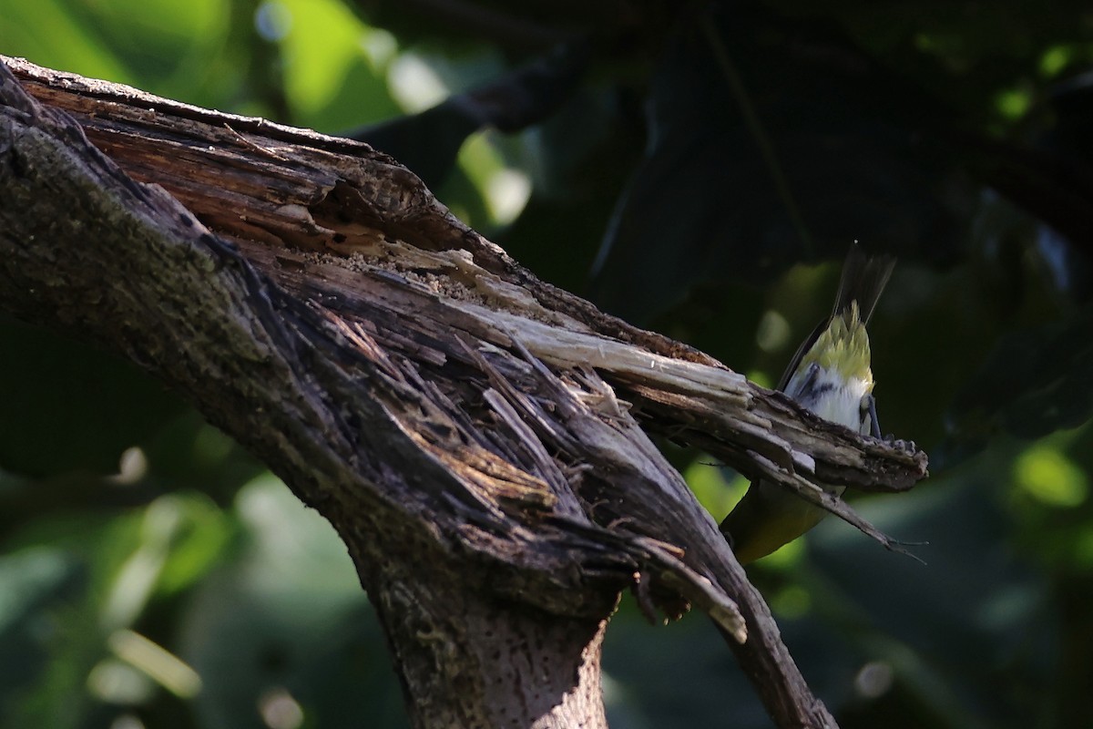 Lowland White-eye - ML638717957