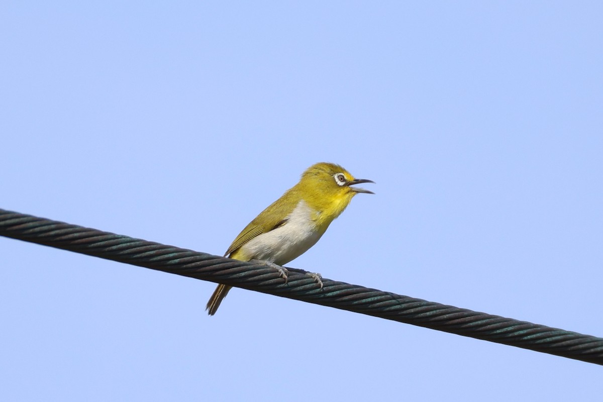 Lowland White-eye - ML638717959