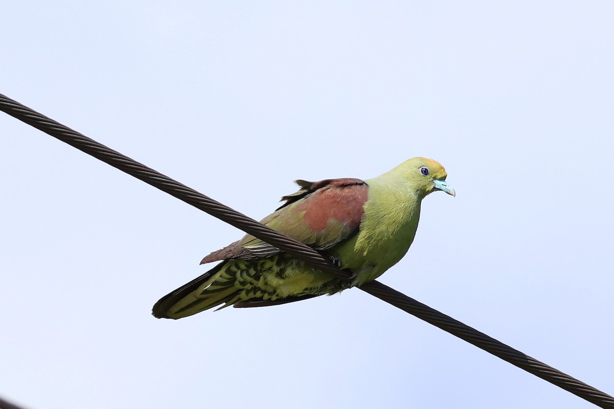 Whistling Green-Pigeon - ML638717967