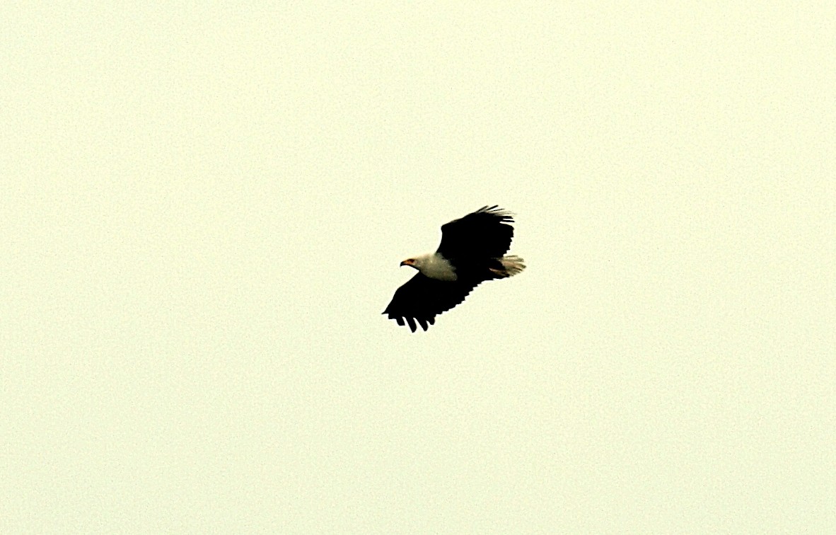 African Fish-Eagle - ML638717971