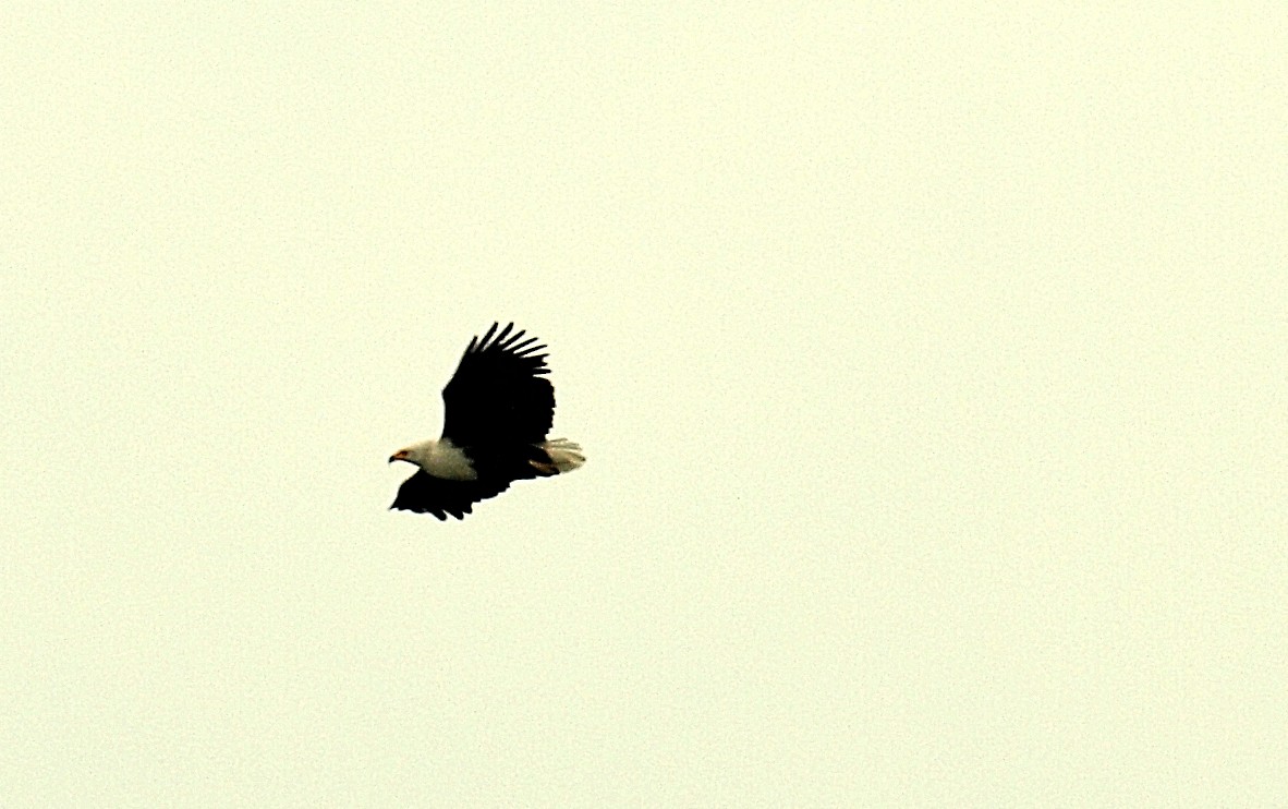 African Fish-Eagle - ML638717972