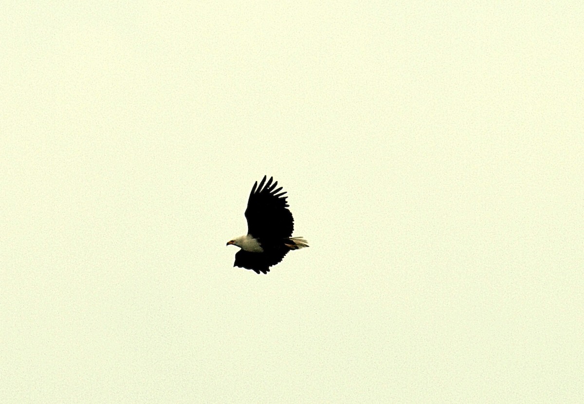 African Fish-Eagle - ML638717973