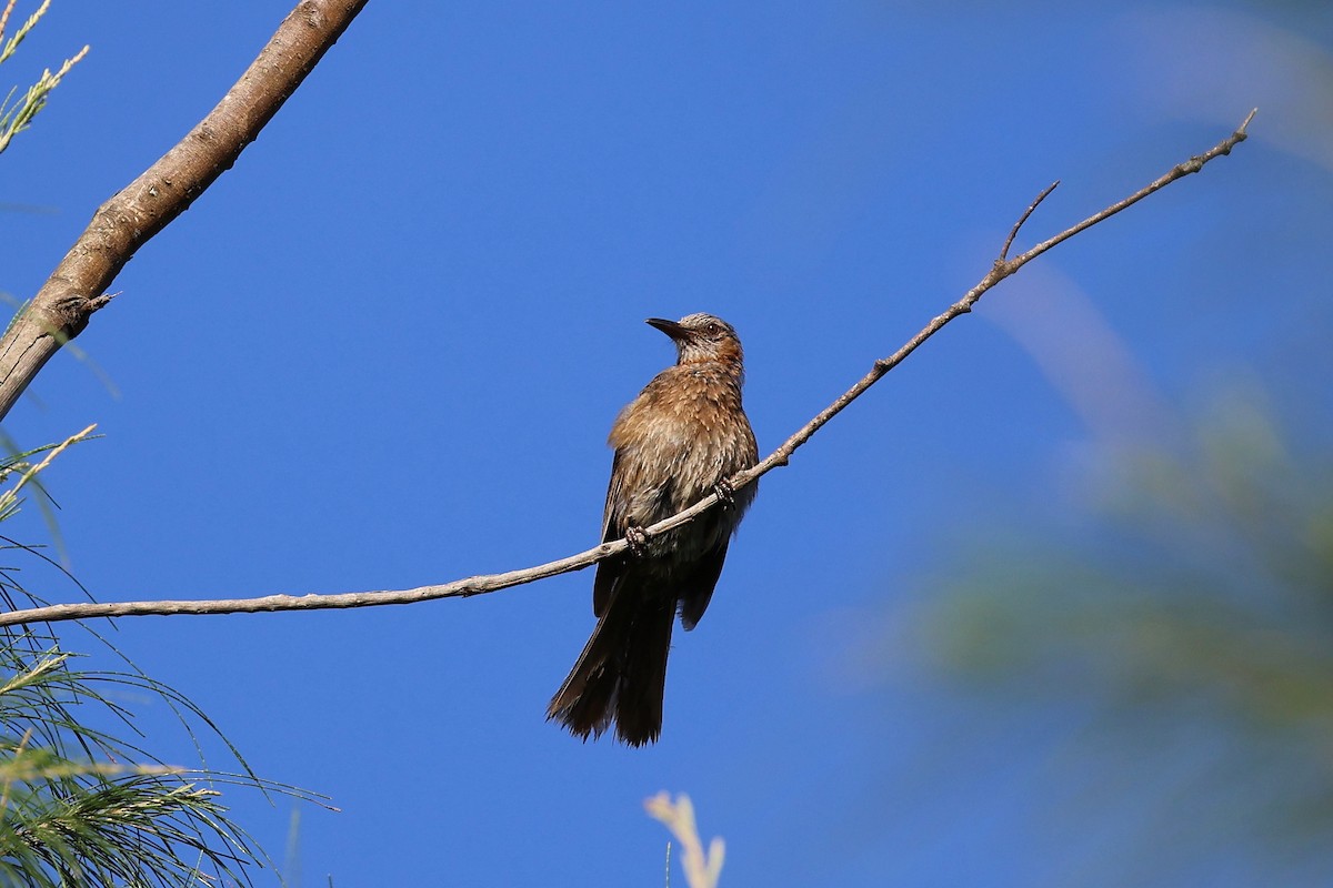 Brown-eared Bulbul - ML638717974