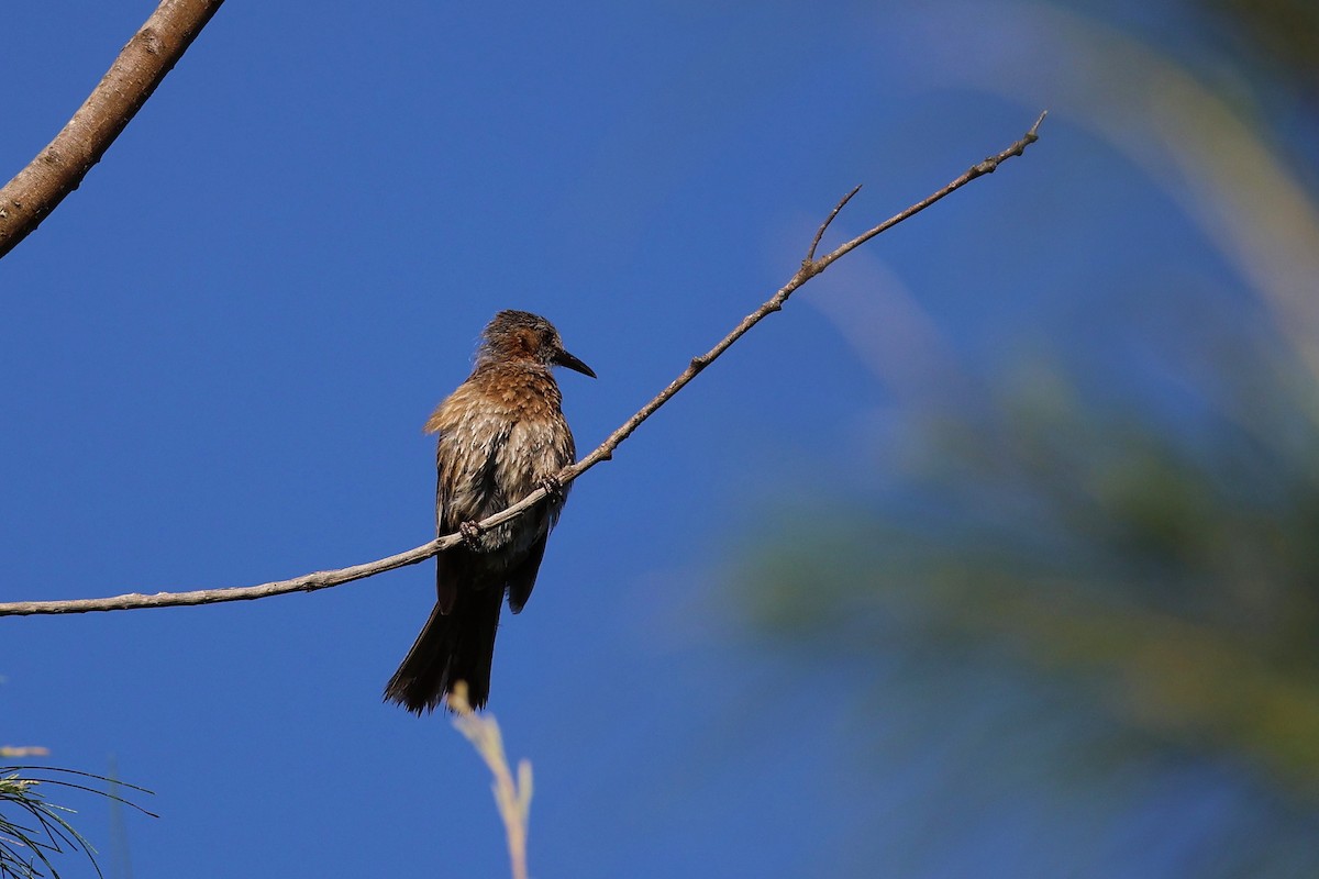Brown-eared Bulbul - ML638717975