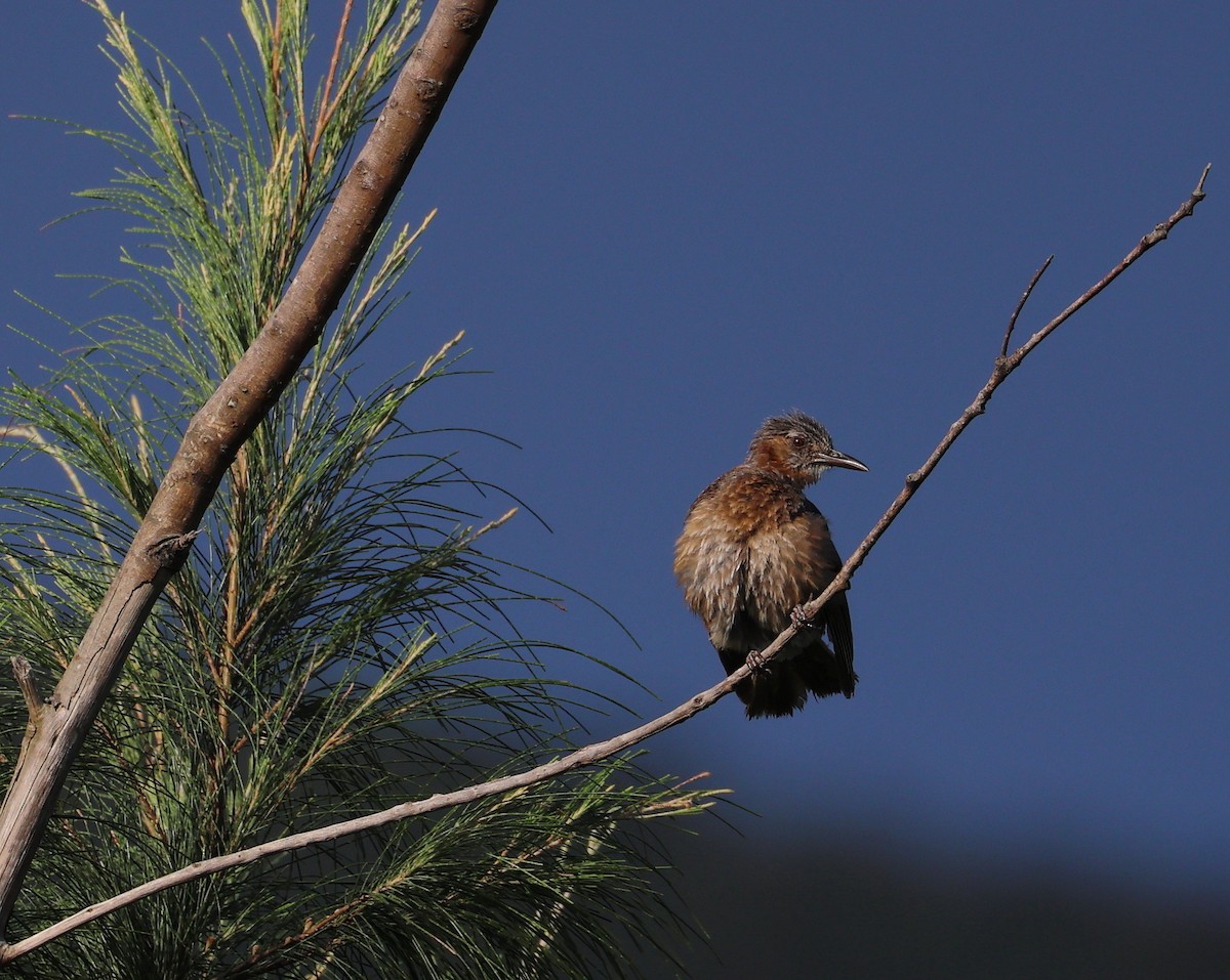 Brown-eared Bulbul - ML638717976