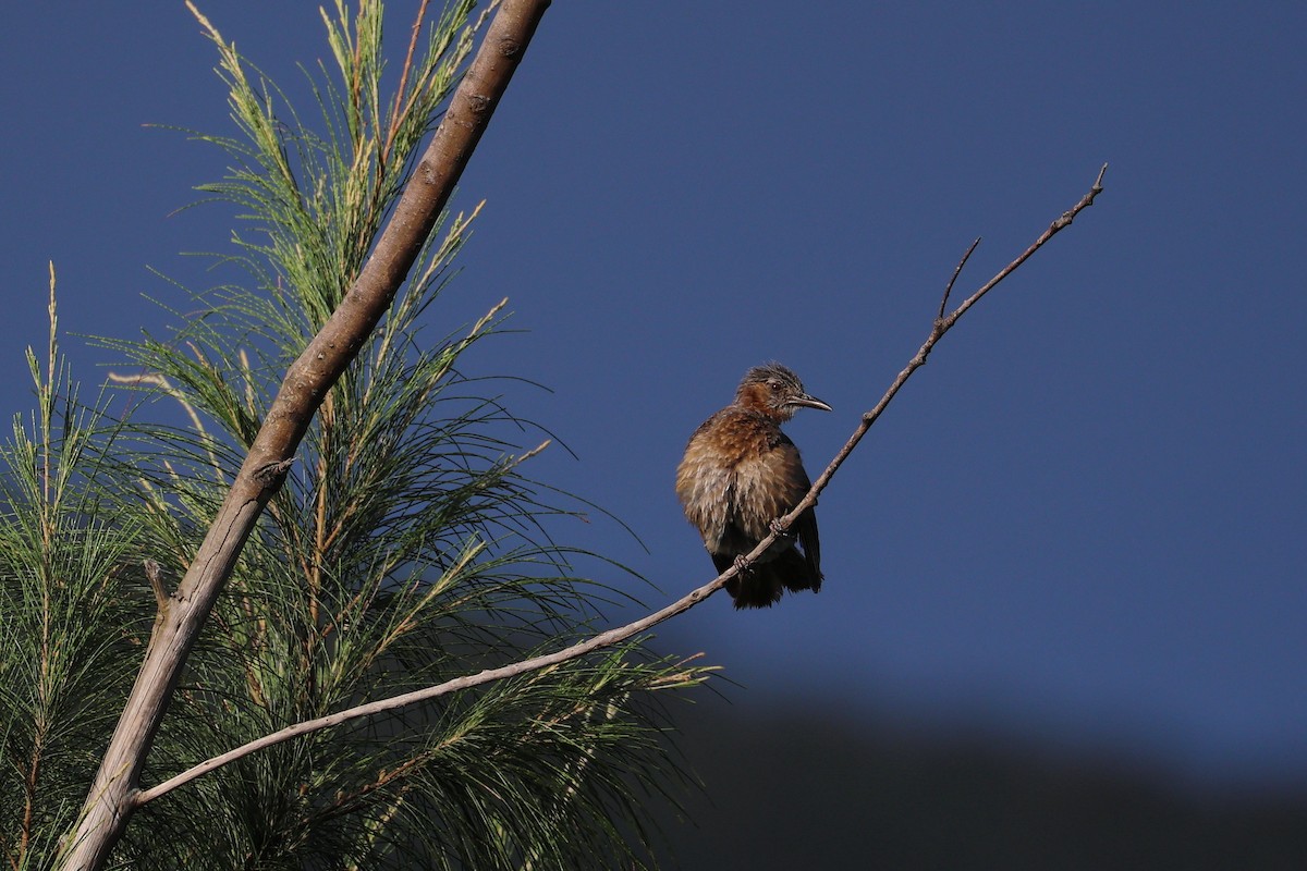 Brown-eared Bulbul - ML638717977