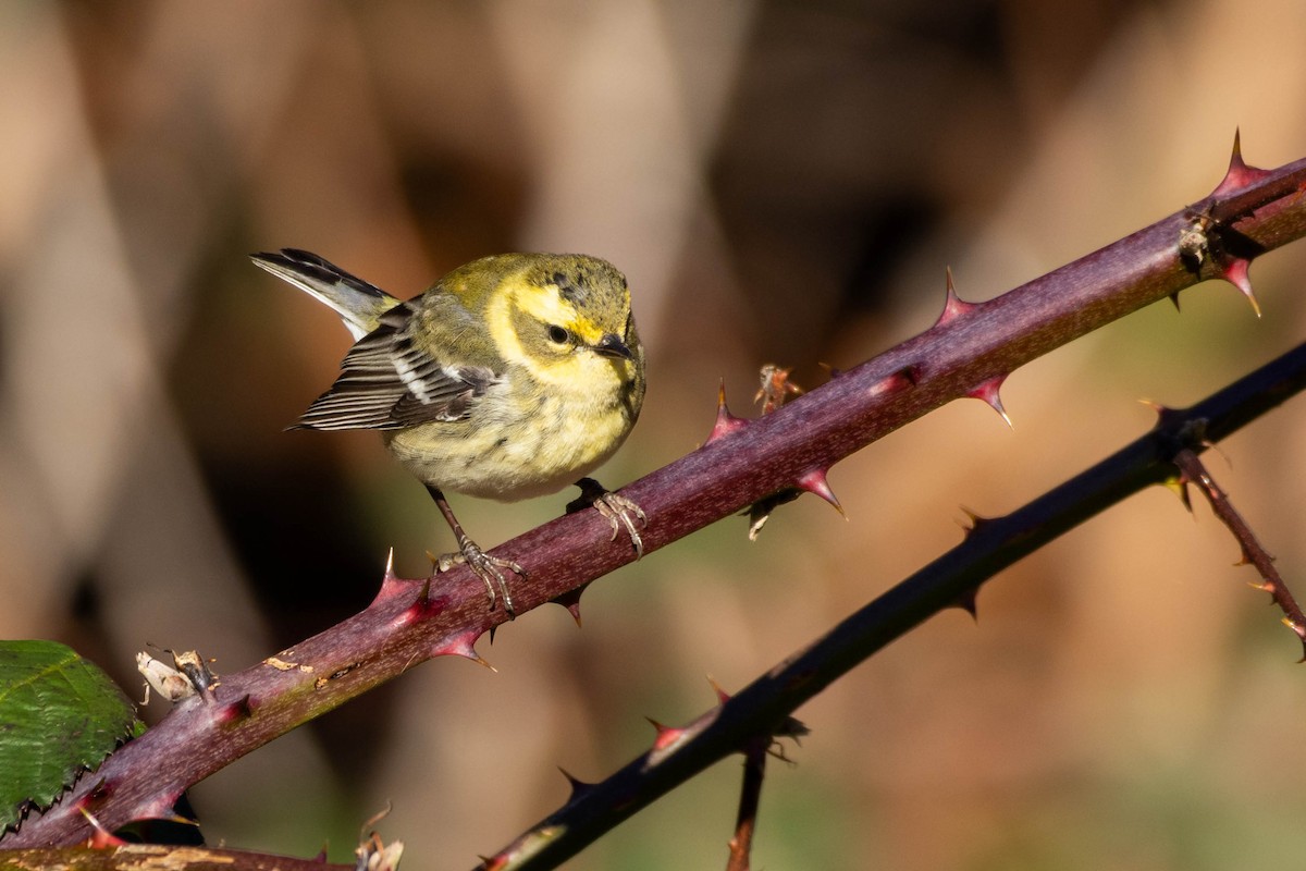 Townsend's Warbler - ML638717990