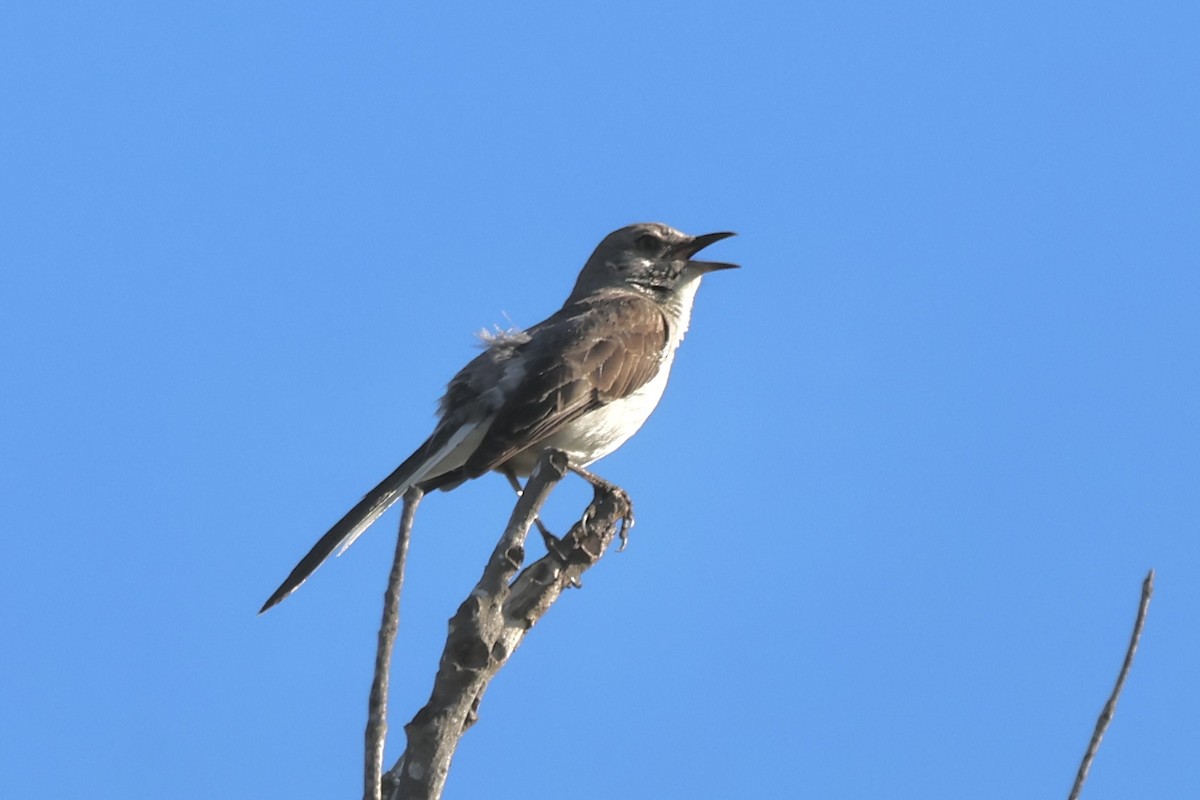 Northern Mockingbird - ML638718000