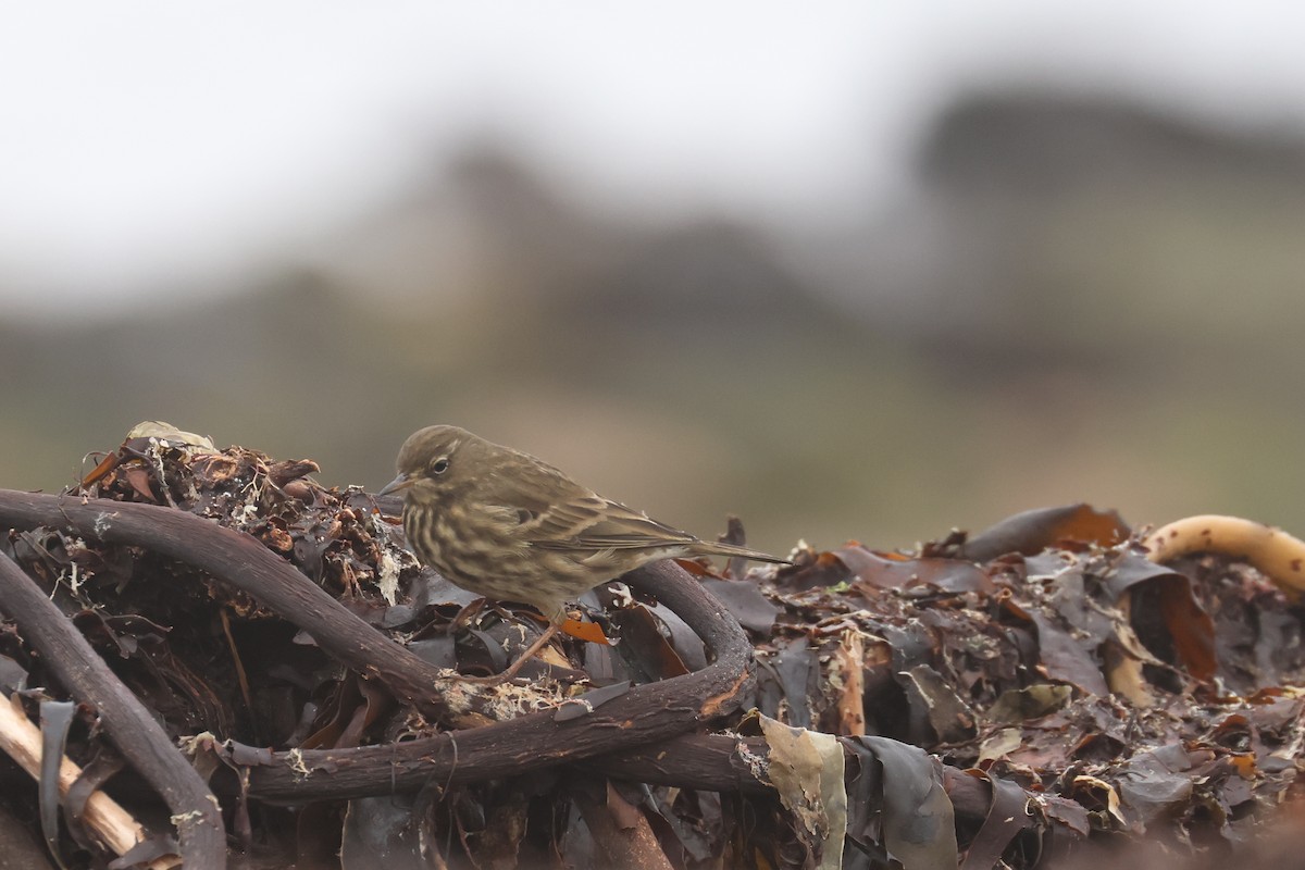 Pipit maritime - ML638718018