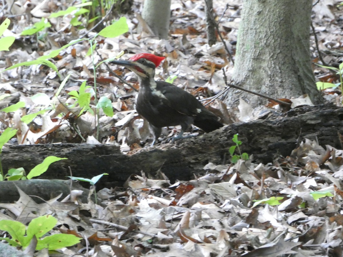 Pileated Woodpecker - ML638718029