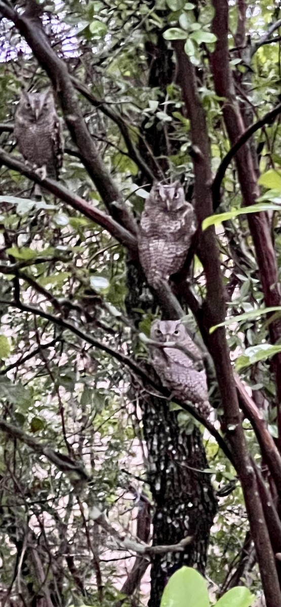 Eastern Screech-Owl - ML638718037