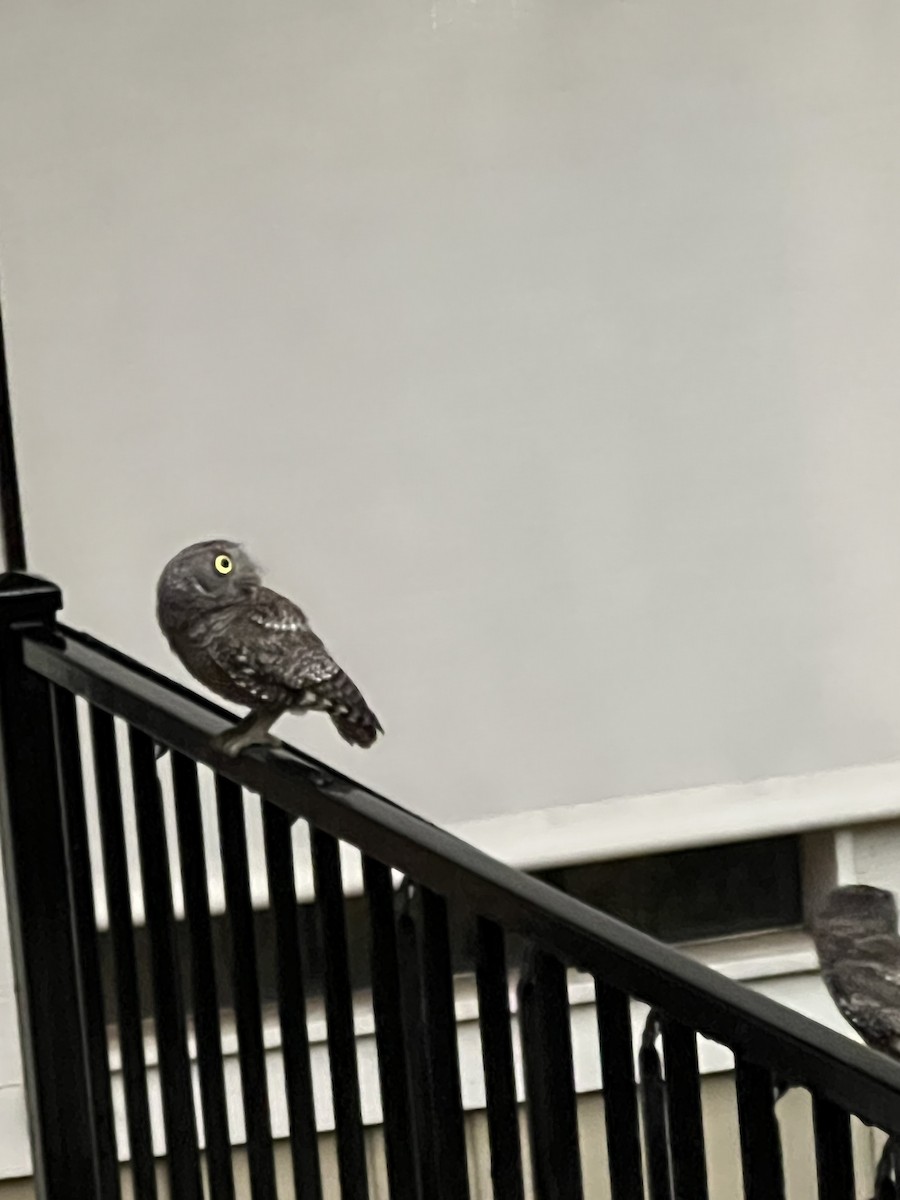 Eastern Screech-Owl - ML638718042