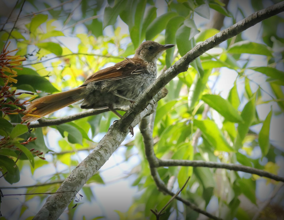 Brown Thrasher - ML638718050