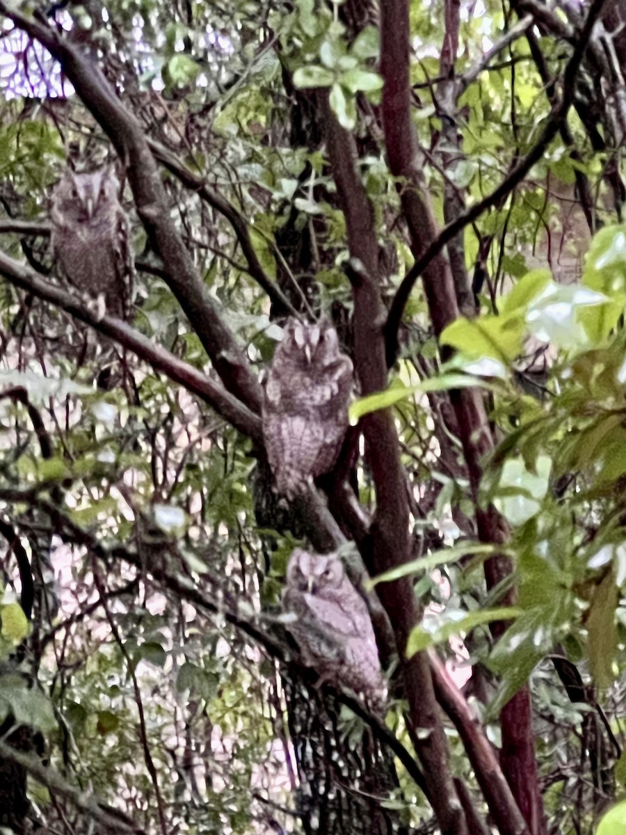 Eastern Screech-Owl - ML638718051