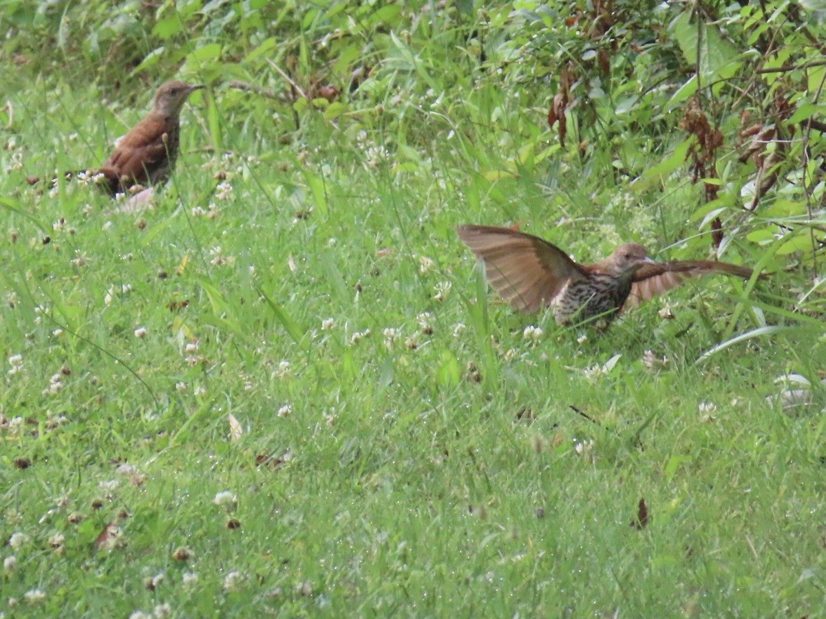 Brown Thrasher - ML638718055