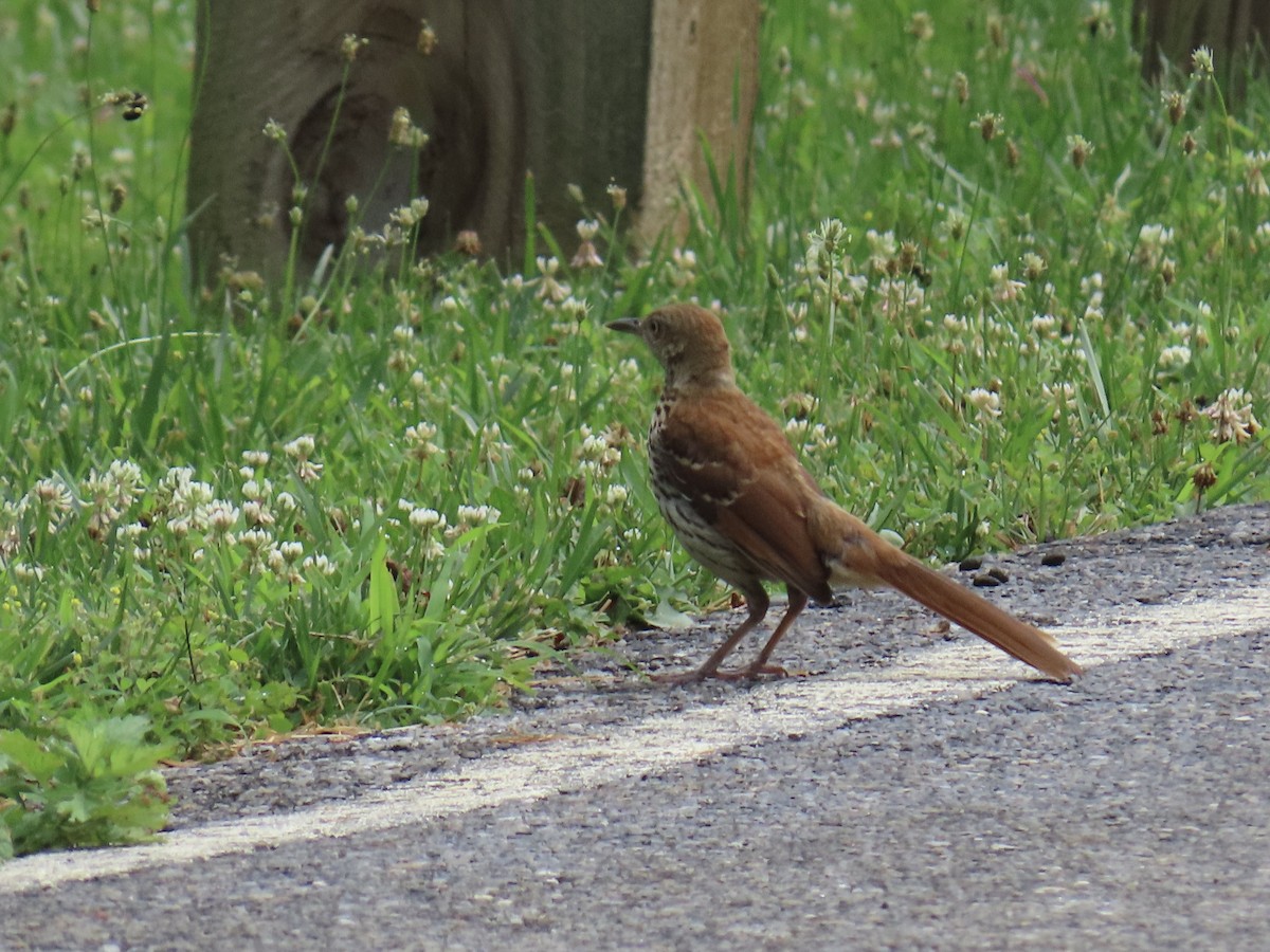 Brown Thrasher - ML638718062