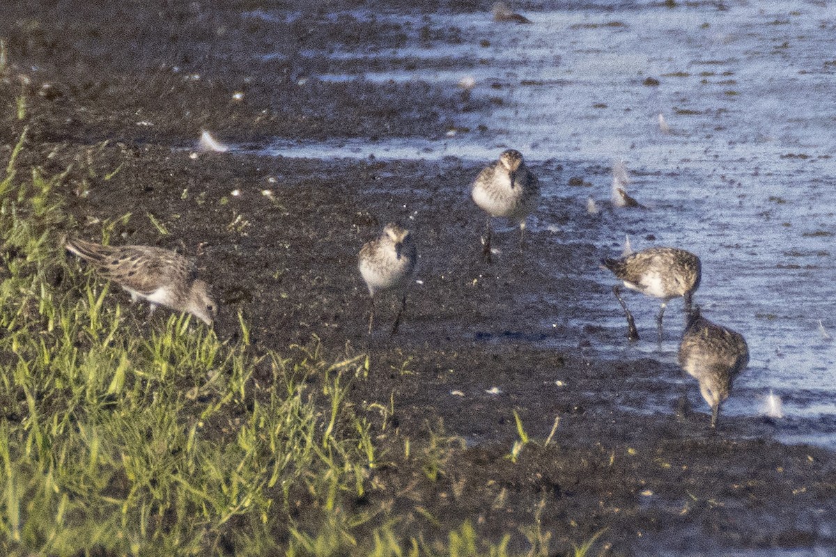 Semipalmated Sandpiper - ML638718073