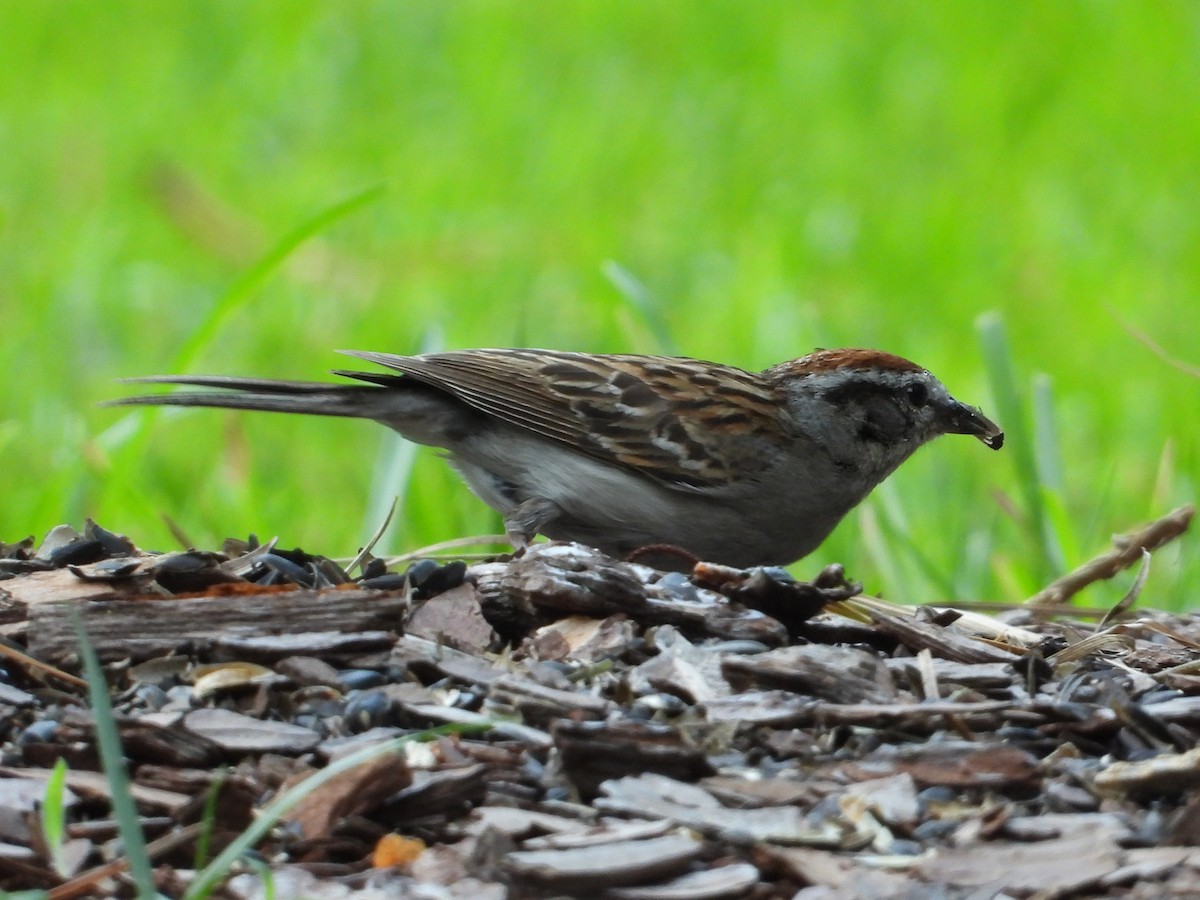 Chipping Sparrow - ML638718077