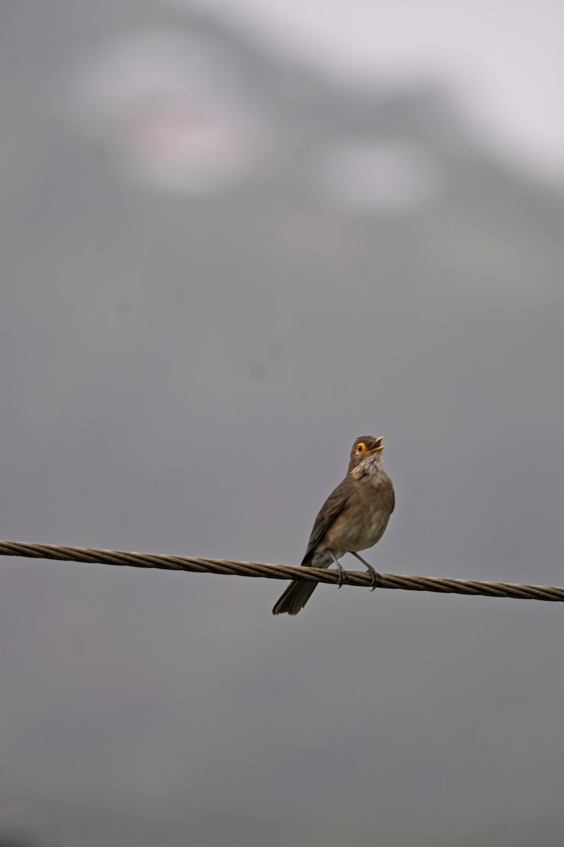 Spectacled Thrush - ML638718089