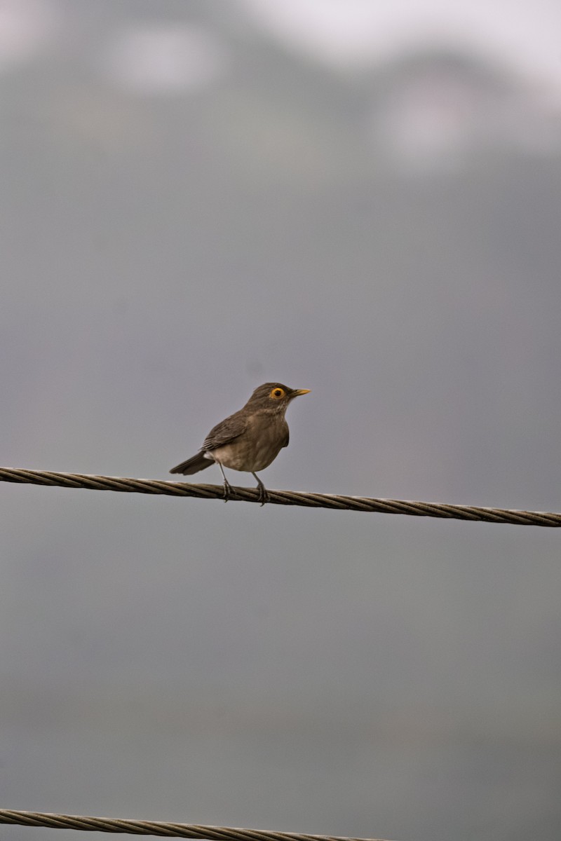 Spectacled Thrush - ML638718090