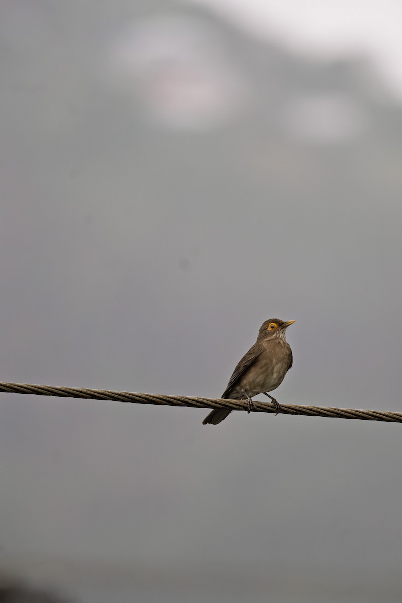 Spectacled Thrush - ML638718093