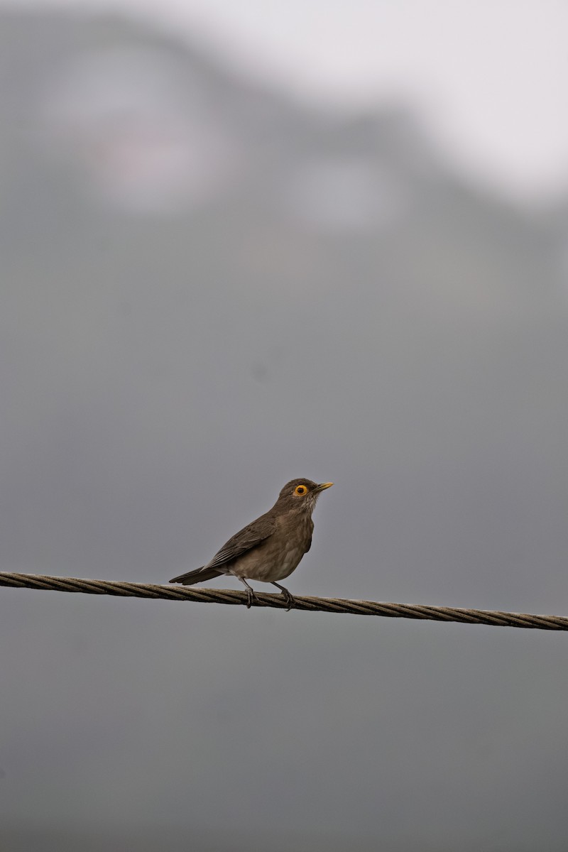 Spectacled Thrush - ML638718094