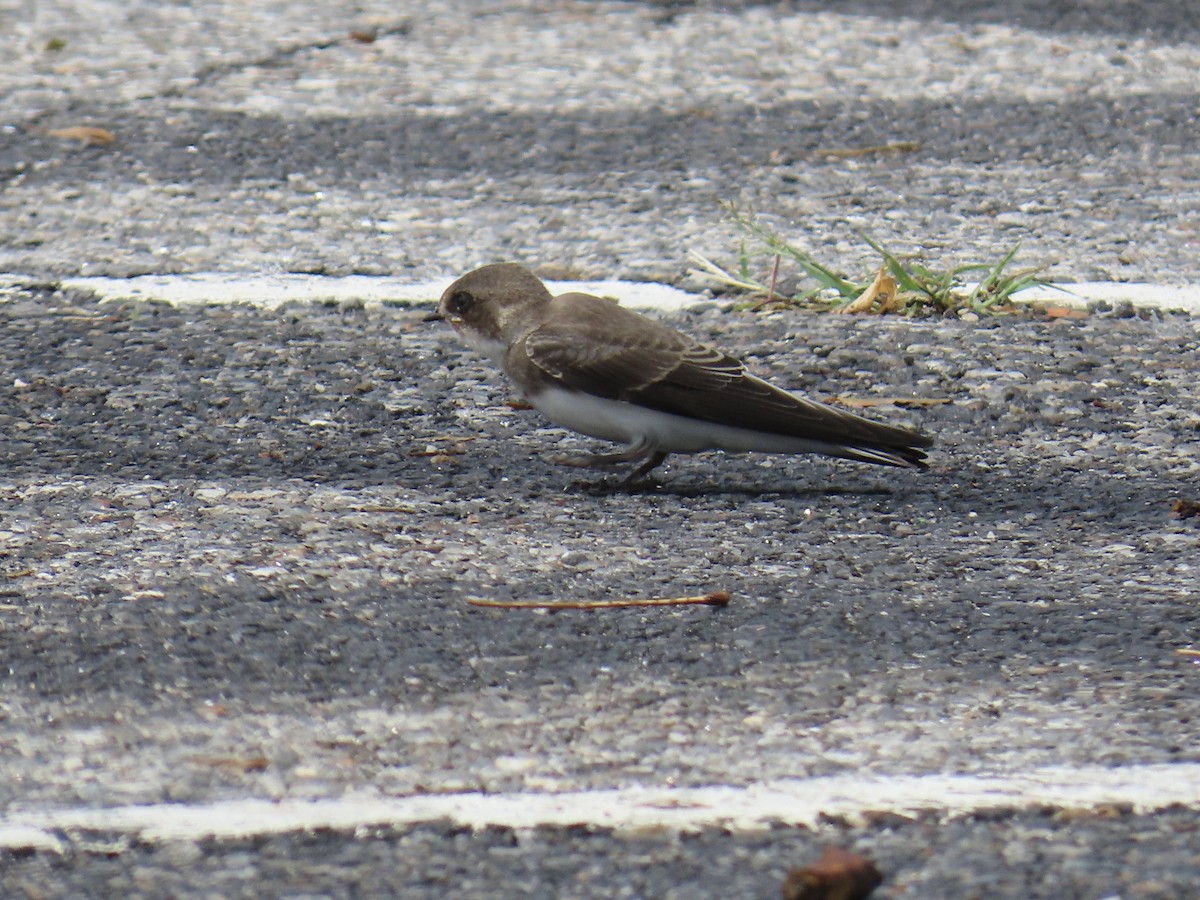 Bank Swallow - ML638718101