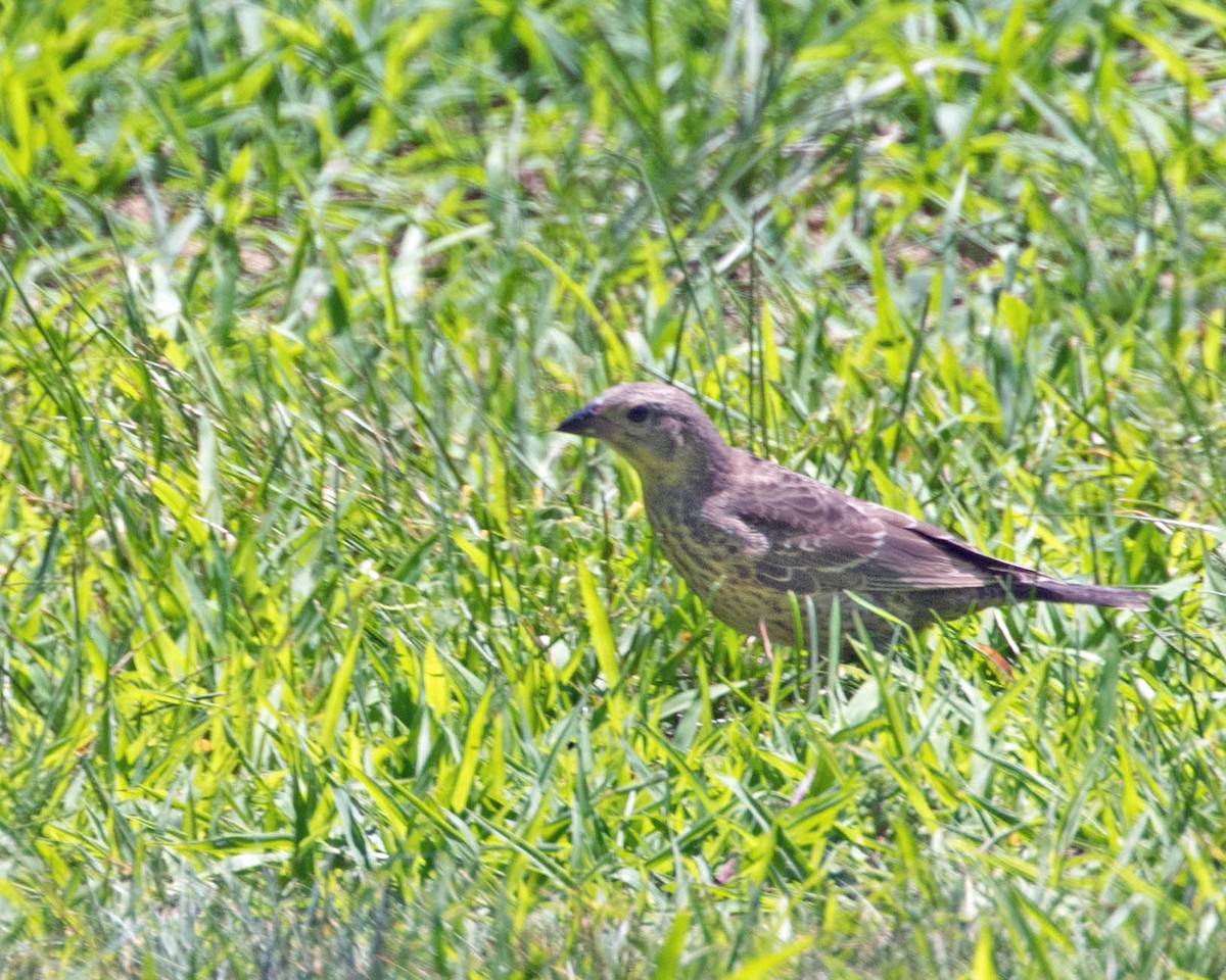 Brown-headed Cowbird - ML638718109