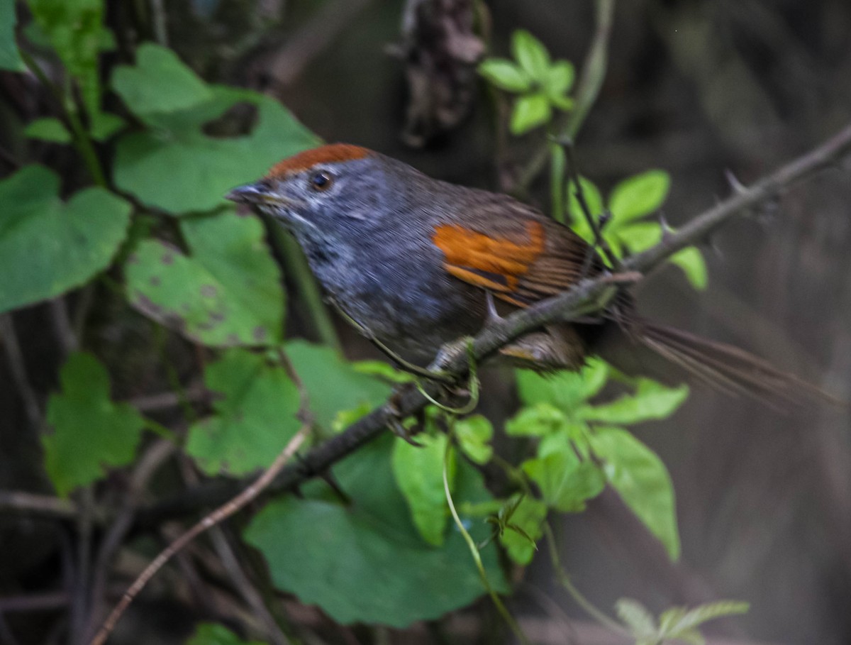Spix's Spinetail - ML638718140