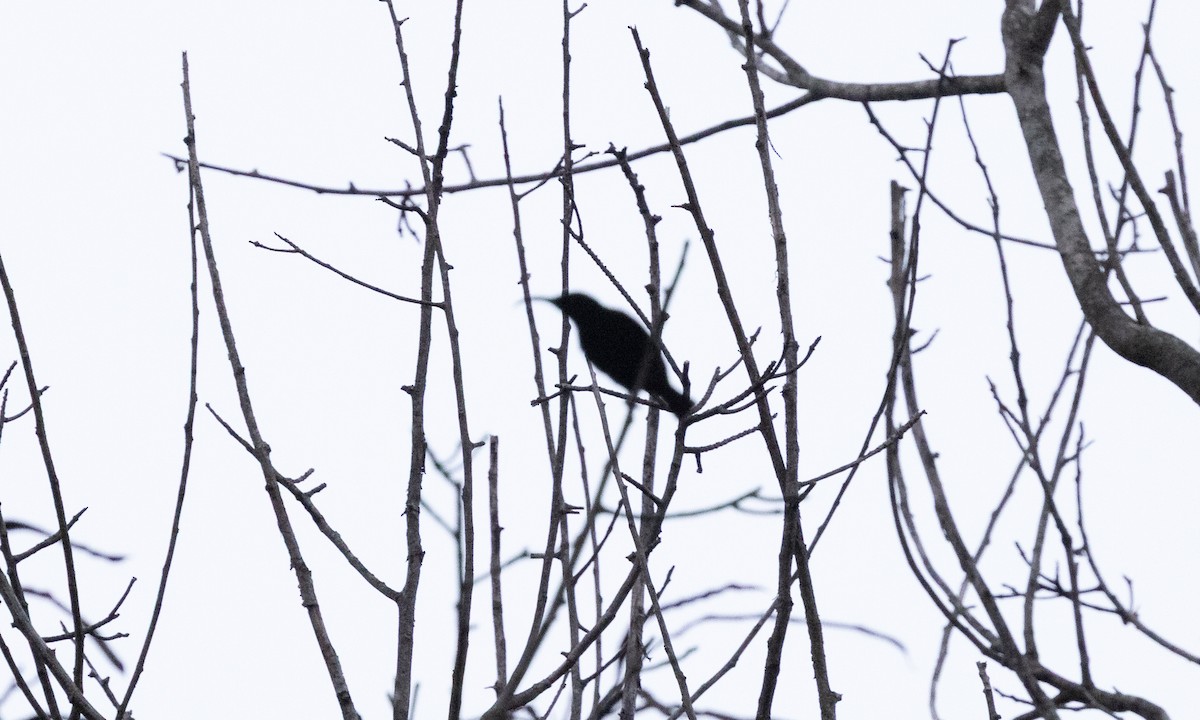 sunbird sp. - ML638718155