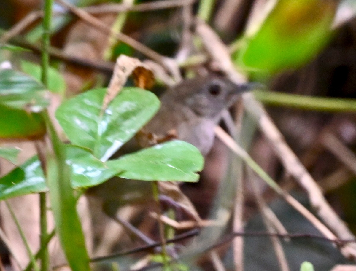 Tanzanian Illadopsis - ML638718210