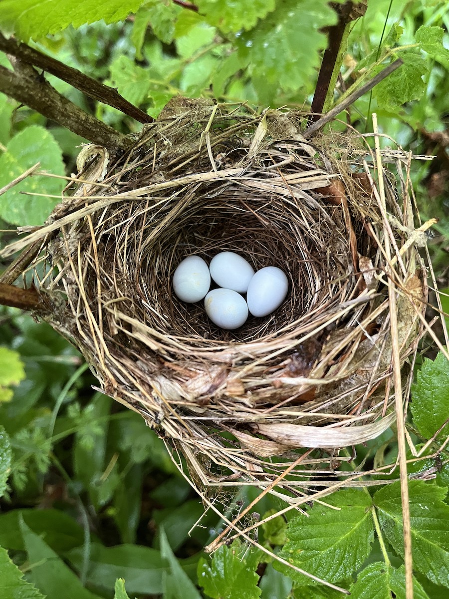 Indigo Bunting - ML638718214