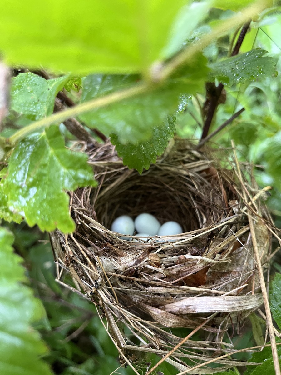 Indigo Bunting - ML638718224