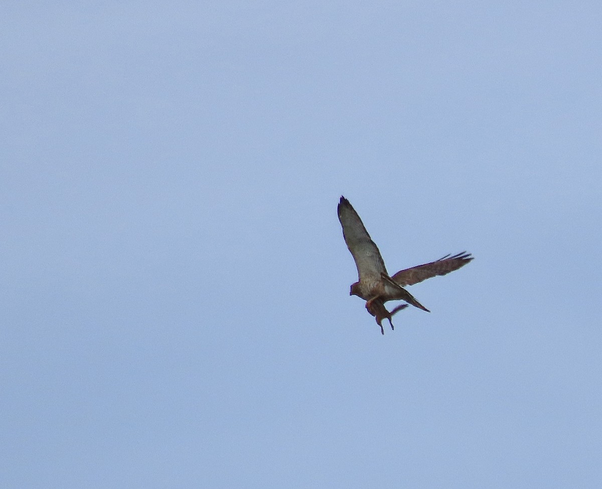 Broad-winged Hawk - ML638718234