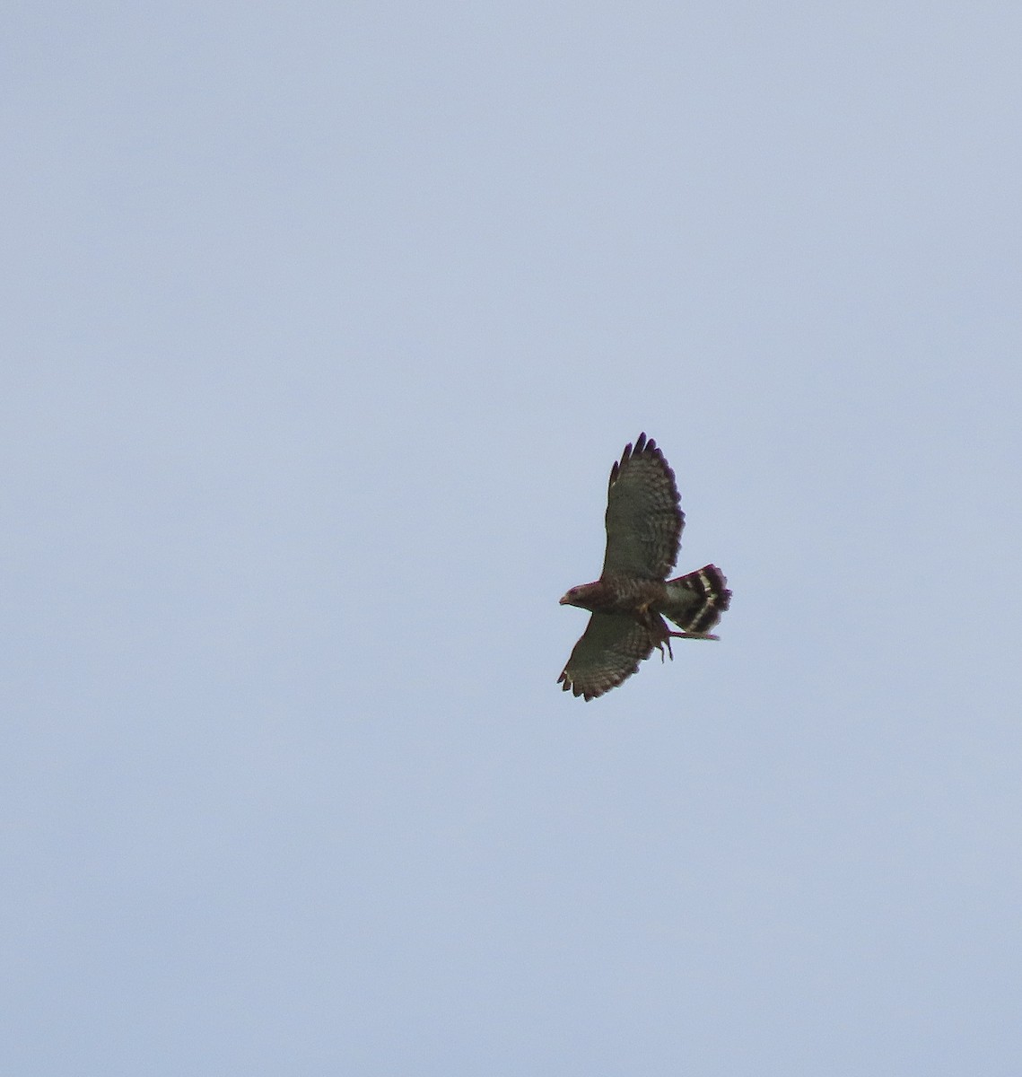 Broad-winged Hawk - ML638718235