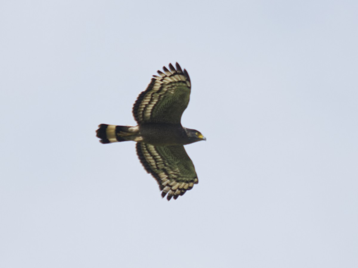 Crested Serpent-Eagle (Crested) - ML638718236