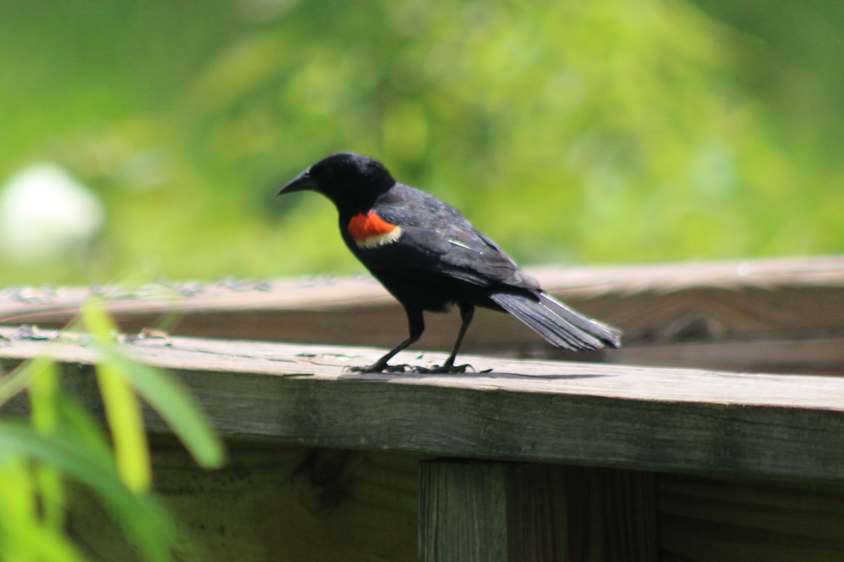 Red-winged Blackbird - ML638718253