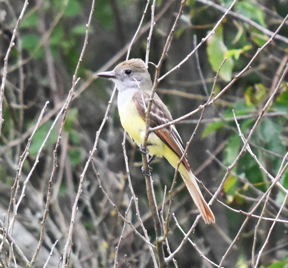 Great Crested Flycatcher - ML638718268