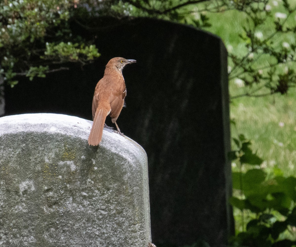 Brown Thrasher - ML638718279