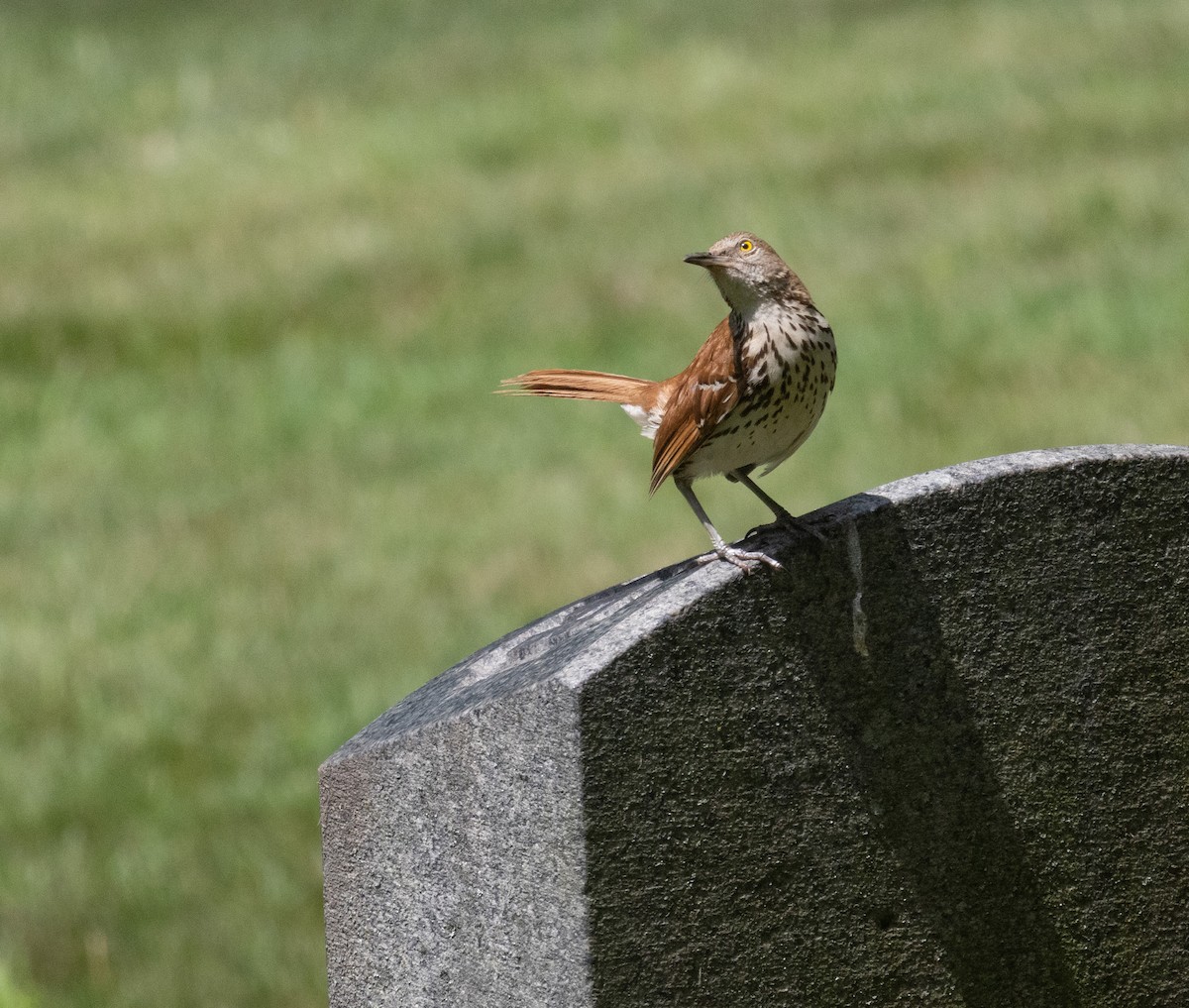 Brown Thrasher - ML638718280