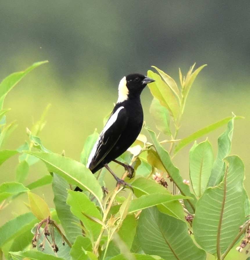 Bobolink - ML638718283