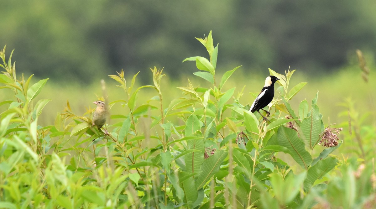 Bobolink - ML638718285