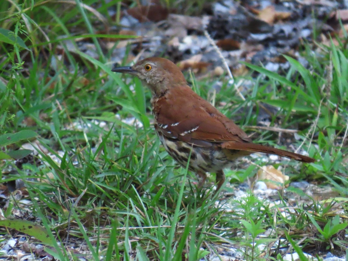 Brown Thrasher - ML638718286