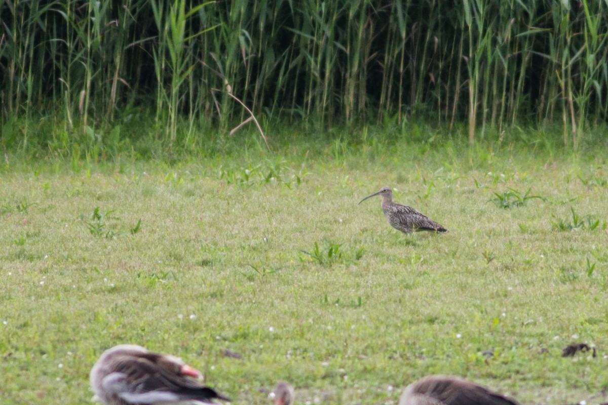 Eurasian Curlew - ML638718295
