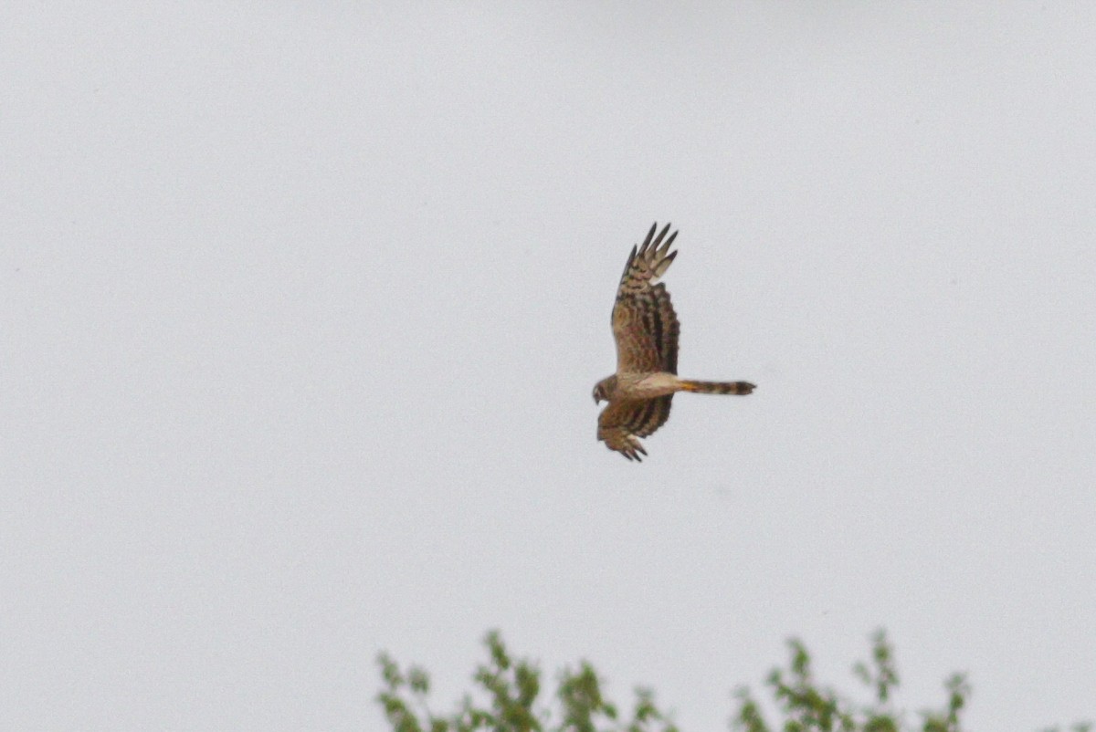Montagu's Harrier - ML638718296