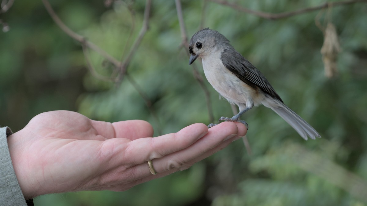 Tufted Titmouse - ML638718333