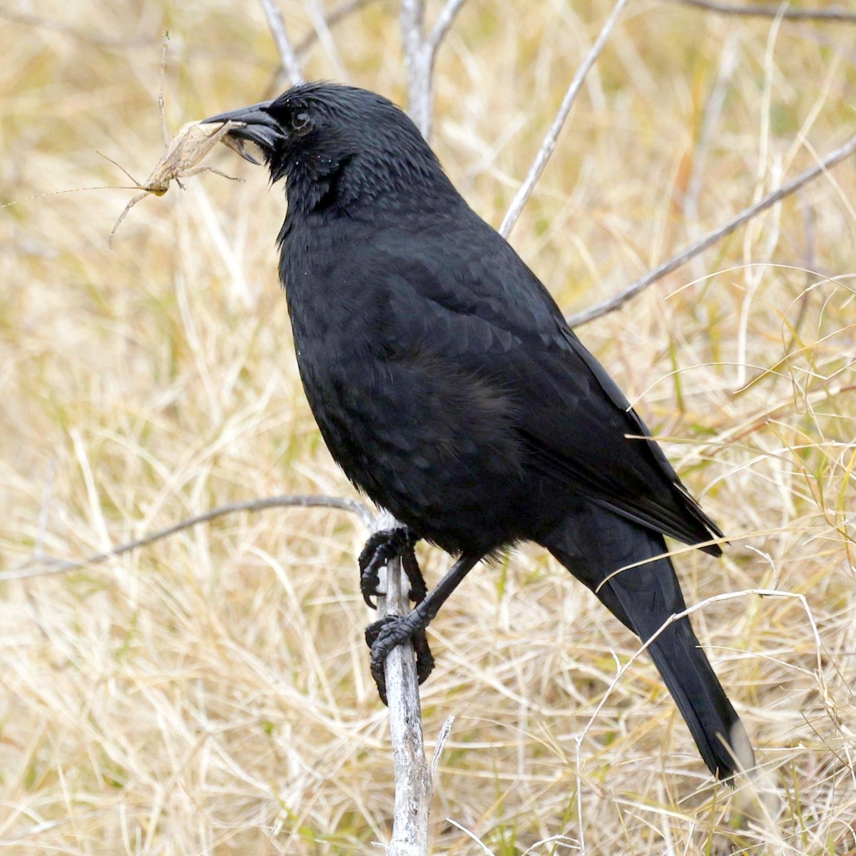 Chopi Blackbird - ML638718337